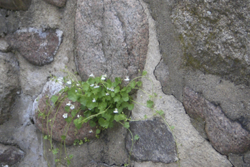 Specials Specials Svea-Patricia Kammer